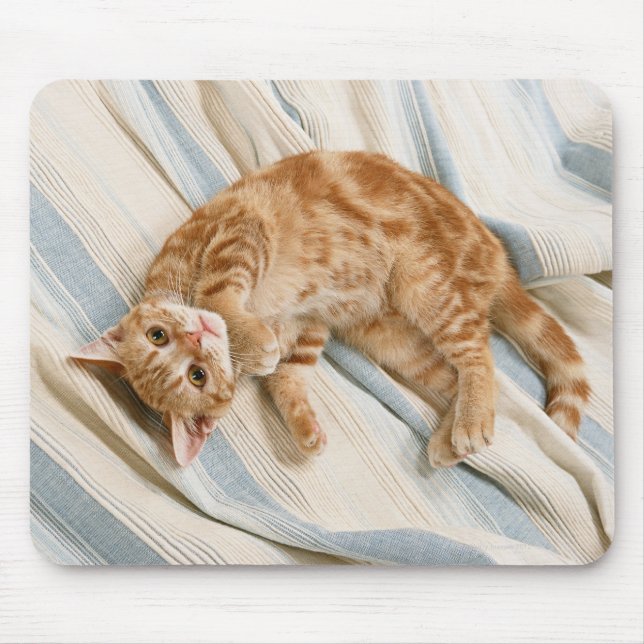 American Shorthair 8 Mouse Pad (Front)