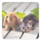 American Shorthair & Bunny
