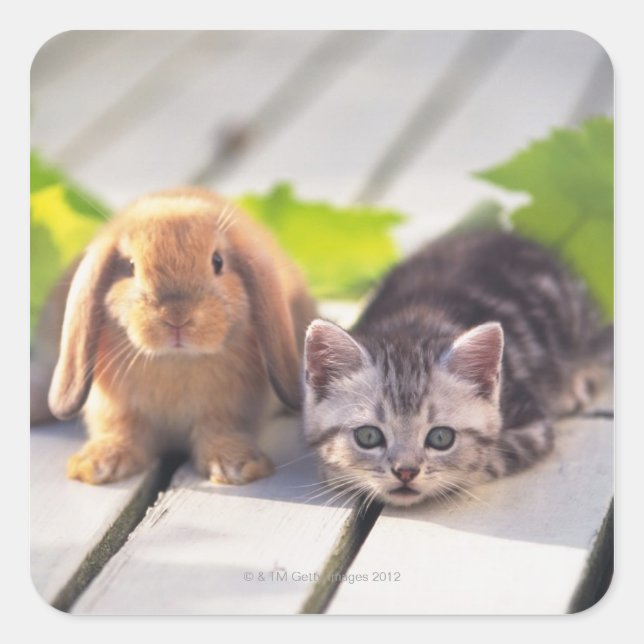 American Shorthair & Bunny Square Sticker (Front)