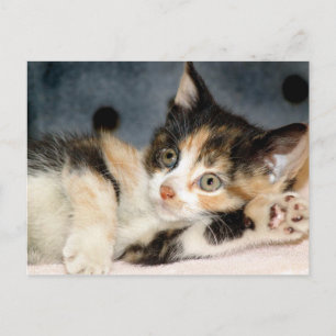 American Shorthair Calico Shelter Kitten Postcards