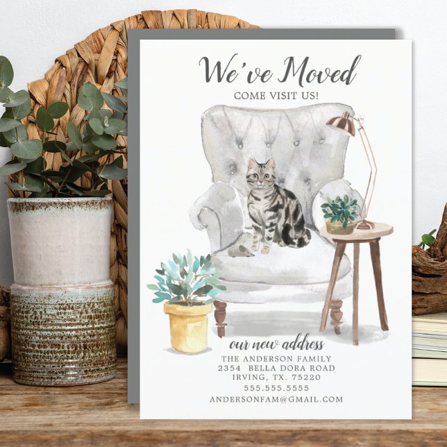 American Shorthair Cat Moving Announcement (Creator Uploaded)