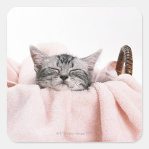 American Shorthair Cat Square Sticker