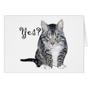 American Shorthair Cat - Yes?