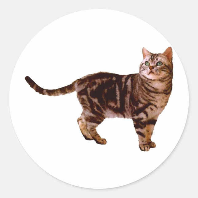 American Shorthair Classic Round Sticker (Front)