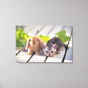 American Shorthair; is the most popular and most Canvas Print