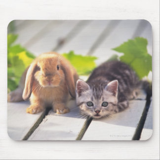 American Shorthair; is the most popular and most Mouse Pad
