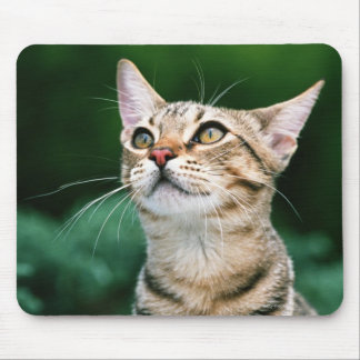 American Shorthair Mouse Pad