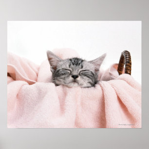 American Shorthair Sleeping Poster