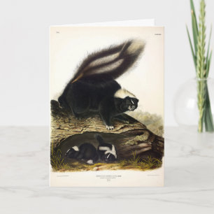  American Skunk or Striped Skunk, by Audubon Card