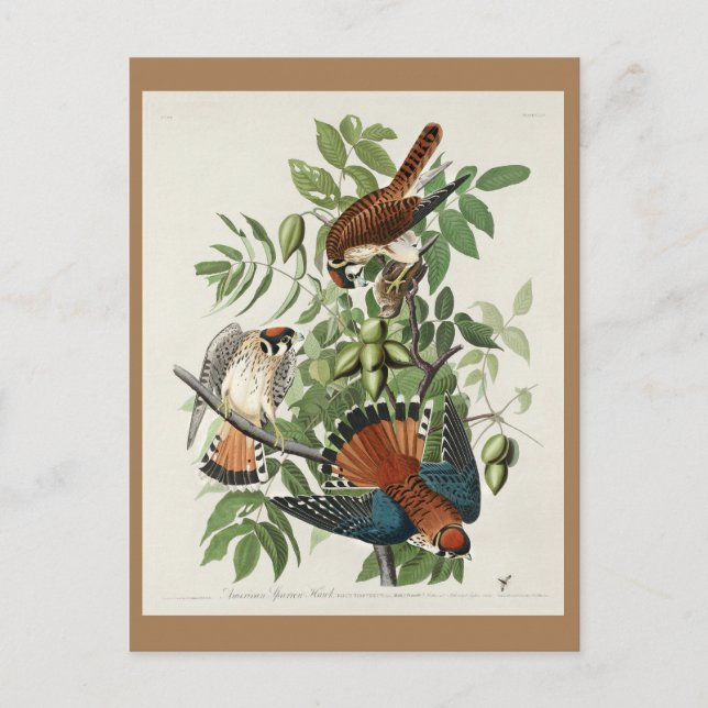 American Sparrow Hawk, Birds of America Postcard (Front)