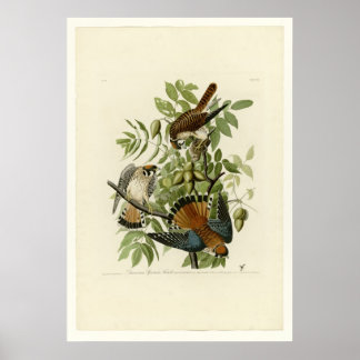 American Sparrow Hawk Poster