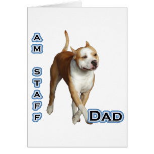 American Staffordshire Papa 4