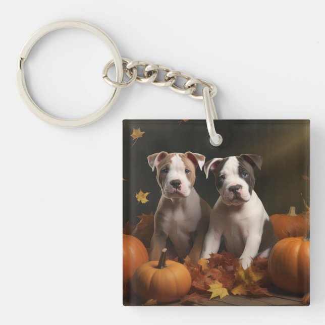American Staffordshire Puppy Automne Délice (Devant)