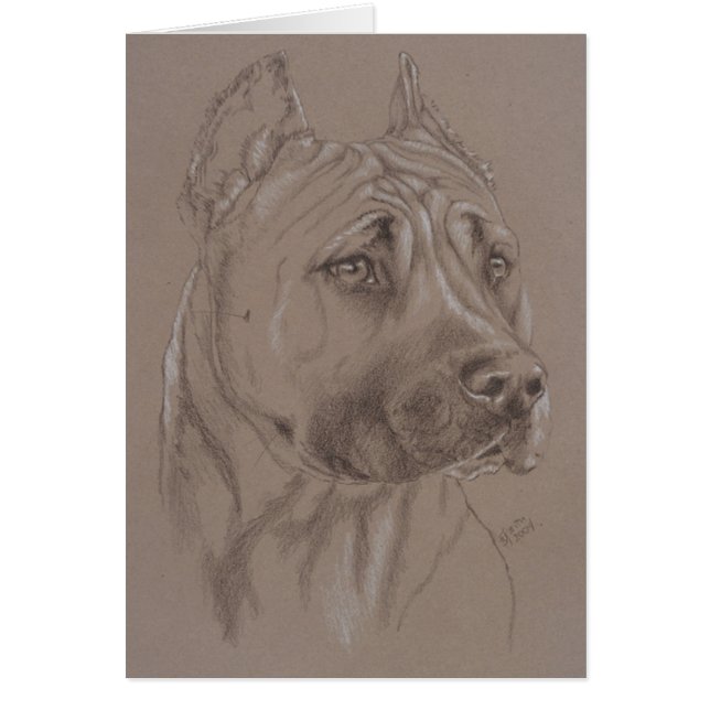 American Staffordshire Terrier (Devant)