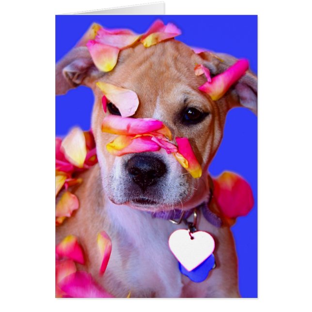 American Staffordshire Terrier Boxer Mix Puppy Dog (Front)