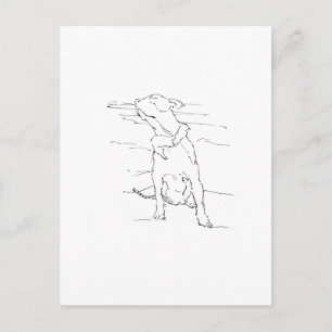 American Staffordshire Terrier Illustration Postcard