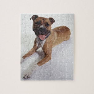 American Staffordshire Terrier lying down, Jigsaw Puzzle