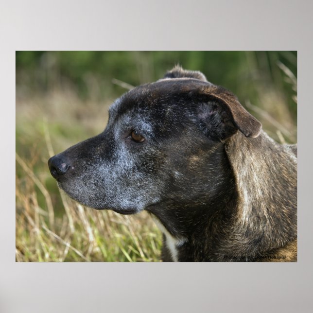 American Staffordshire Terrier Prints (Front)