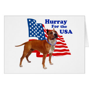 American Staffordshire Terrier USA