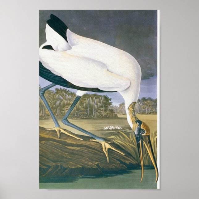American Stork by John James Audubon Poster (Front)