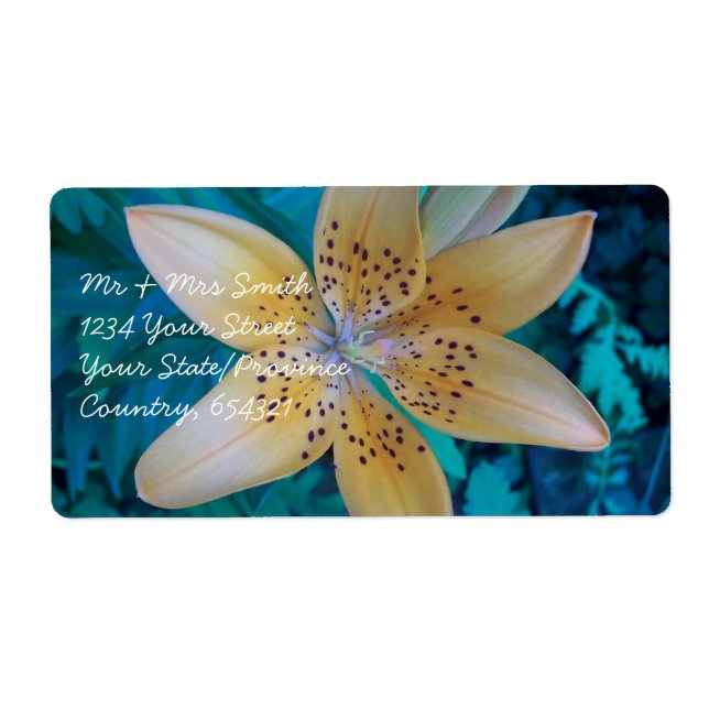 American Tiger Lily (Devant)