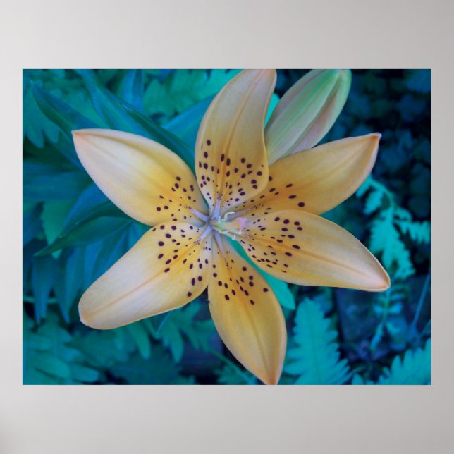 American Tiger Lily Poster (Front)