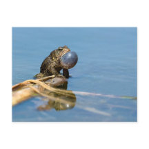 American Toad