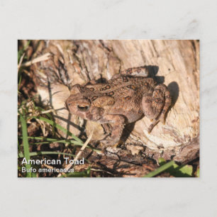 American Toad Postcard