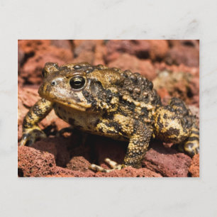 American Toad Postcard