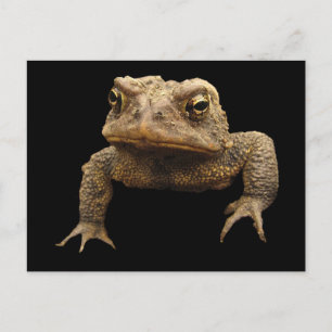 American Toad Postcard