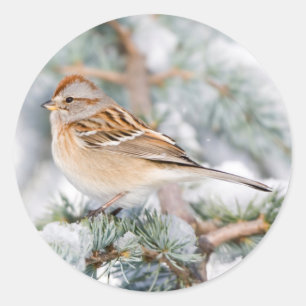 American Tree Sparrow in winter Classic Round Sticker