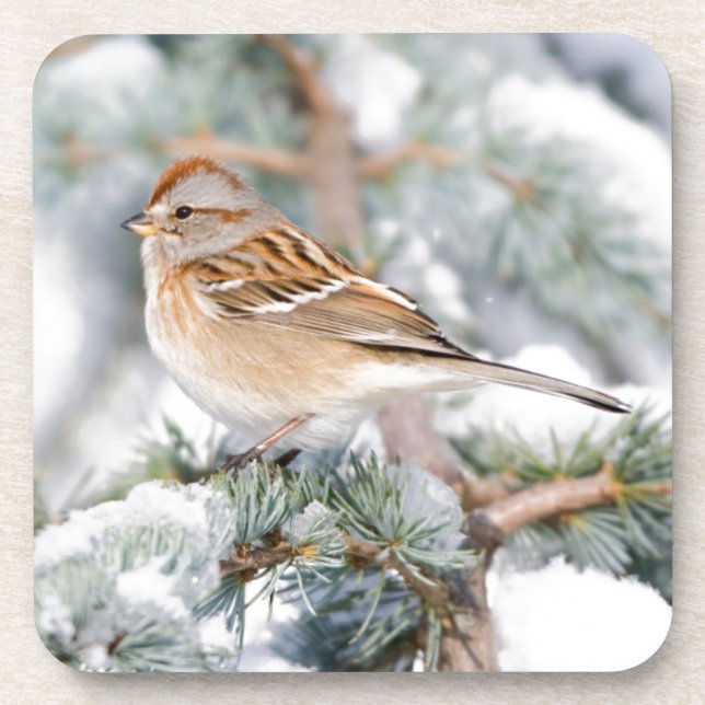 American Tree Sparrow in winter Coaster (Front)
