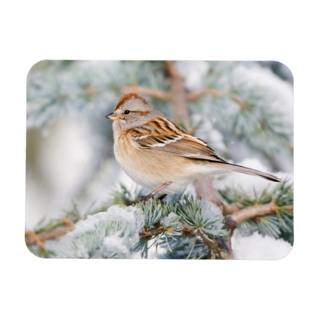 American Tree Sparrow in winter Magnet (Horizontal)