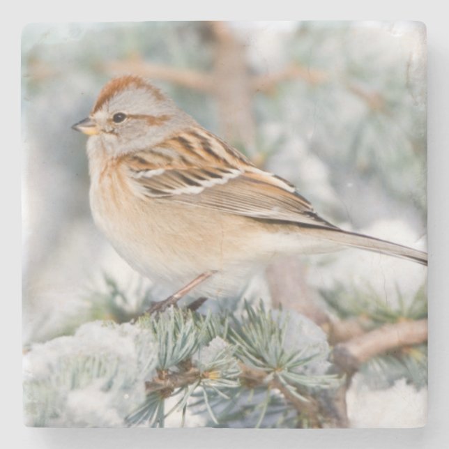 American Tree Sparrow in winter Stone Coaster (Front)