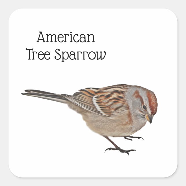 American Tree Sparrow Square Sticker (Front)