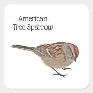 American Tree Sparrow Square Sticker