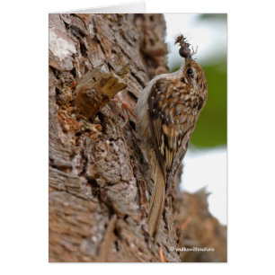 American Treecreeper avec bug