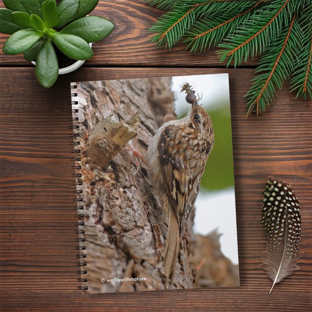 American Treecreeper with Bug Notebook (American Treecreeper with a Bug Journal Cover Photo)