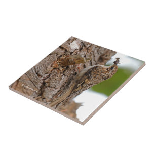 American Treecreeper with Bug Tile