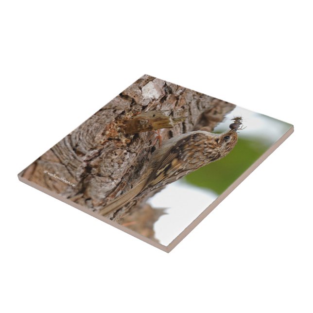 American Treecreeper with Bug Tile (Side)