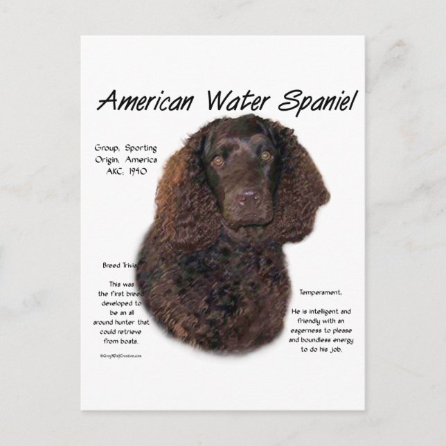 American Water Spaniel History Postcard (Front)