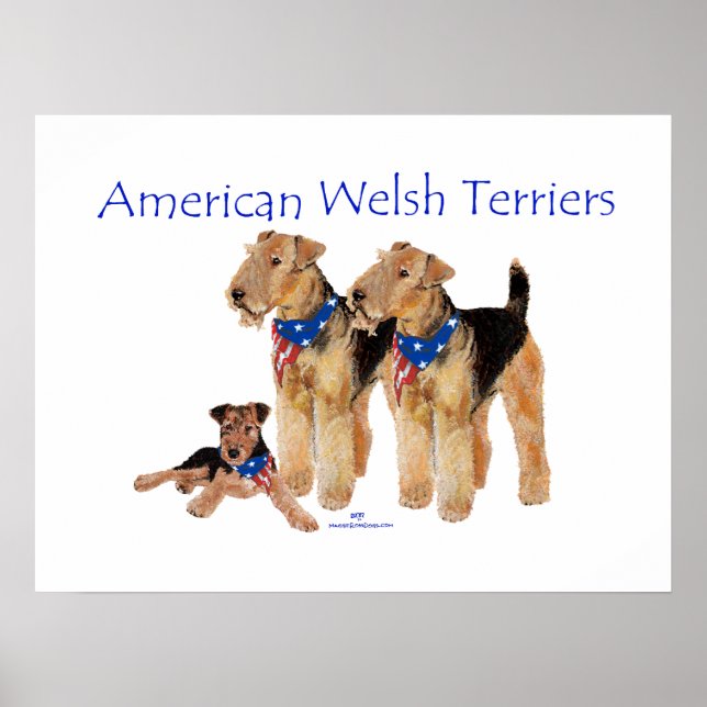 American Welsh Terriers Poster (Front)