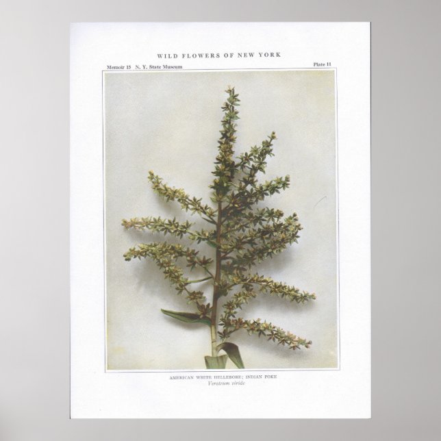 American White Hellebore; Indian Poke Poster (Front)