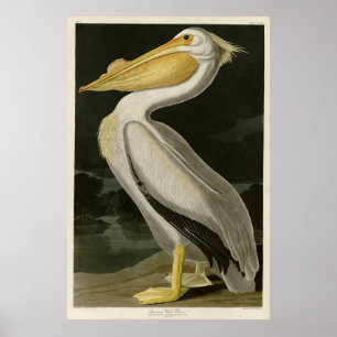 American White Pelican, Audubon's Birds of America Poster