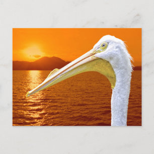 American White Pelican sunset in Corfu  Holiday Postcard