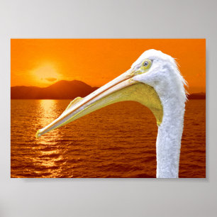 American White Pelican sunset in Corfu Poster