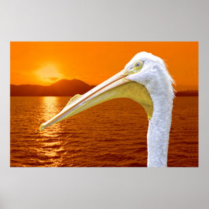American White Pelican sunset in Corfu Poster