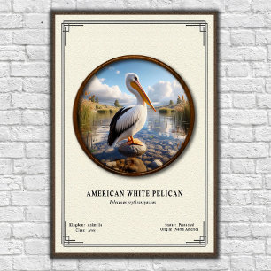 American White Pelican Zoology Poster
