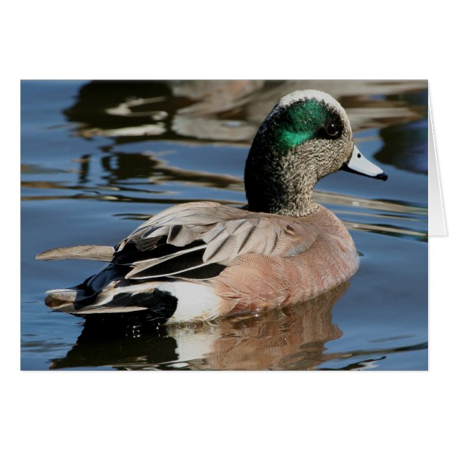 American Widgeon Drake (Front Horizontal)