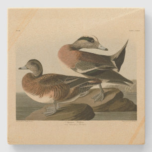 American Widgeon from Audubon's Birds of America Stone Coaster